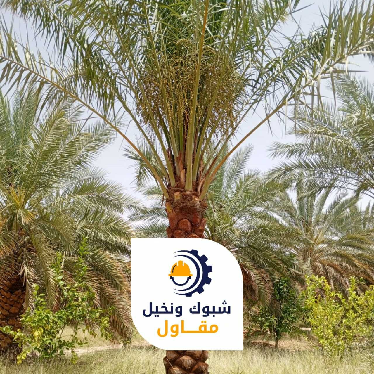 مقاول شبوك ونخيل 050110223702 1