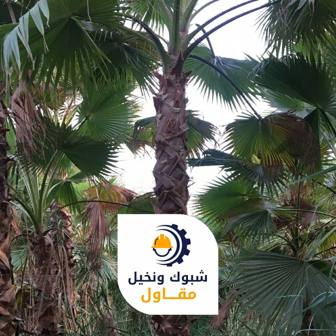 مقاول شبوك ونخيل 050110223703 1
