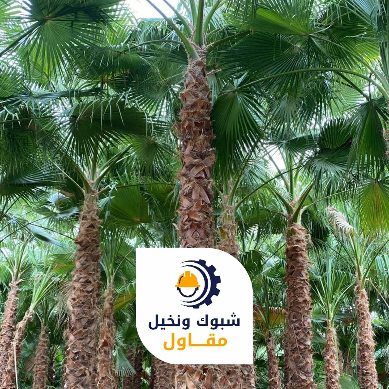 مقاول شبوك ونخيل 050110223704 1