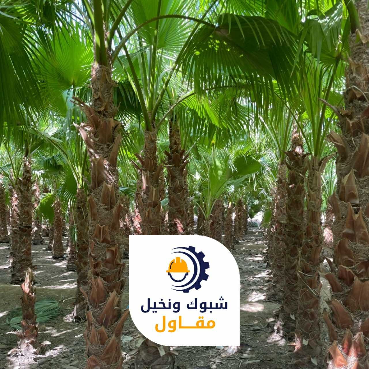 مقاول شبوك ونخيل 050110223705 1
