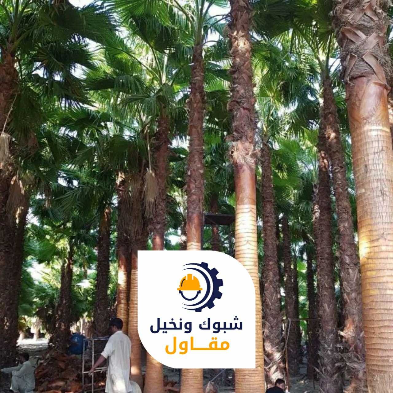 مقاول شبوك ونخيل 050110223711 1