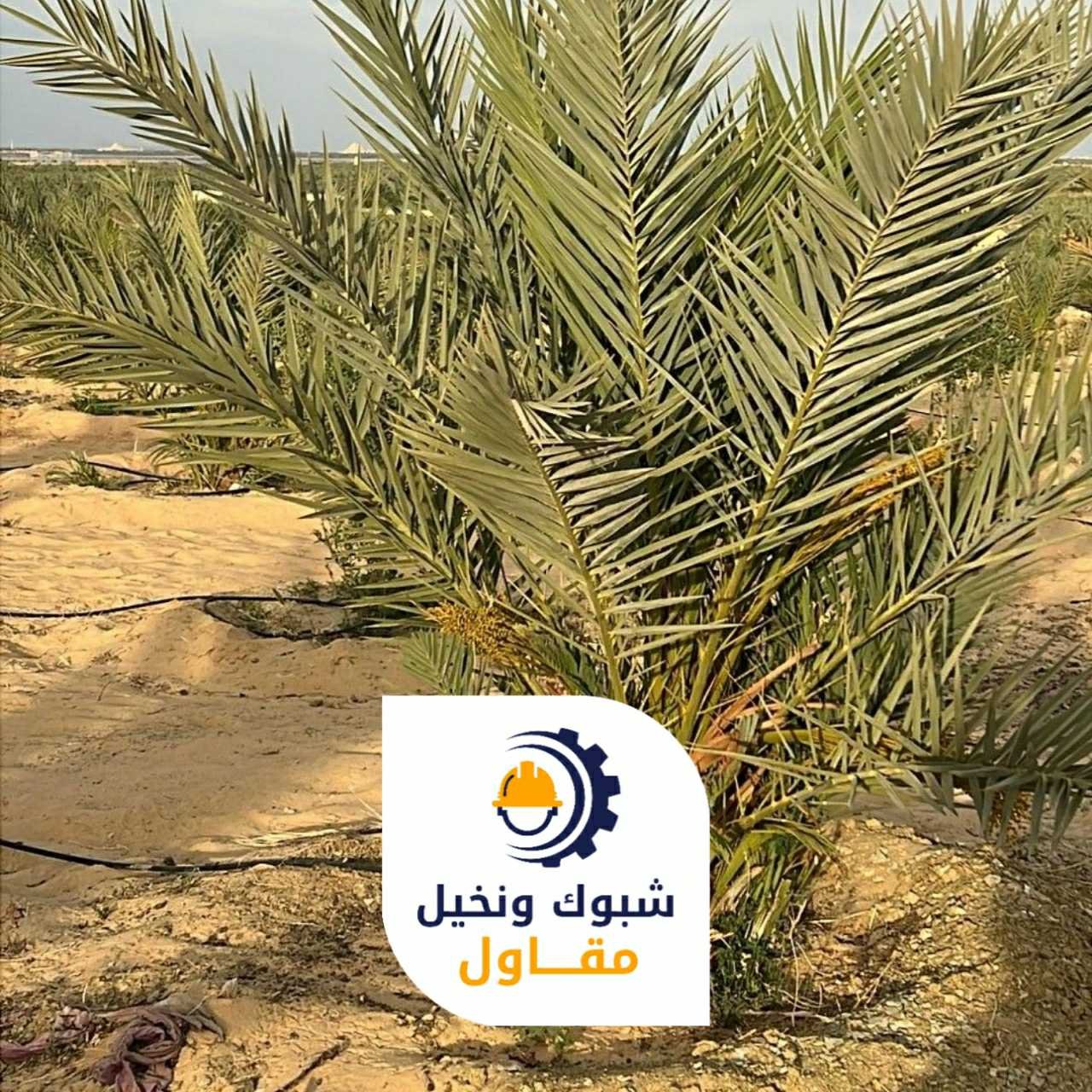 مقاول شبوك ونخيل 050110223720 1