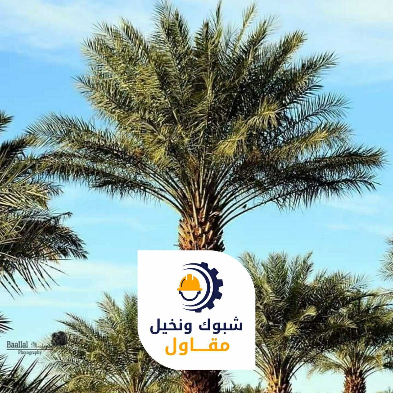 مقاول شبوك ونخيل 050110223727 1